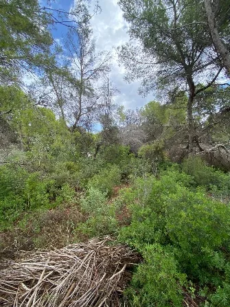 Ladera con pinos, matorral y restos de poda donde se buscaron los elementos físicos que marcan la linde de una parcela