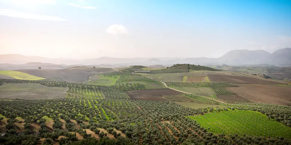 Olivares y campos de cultivo en lomas suaves, con sierras al fondo
